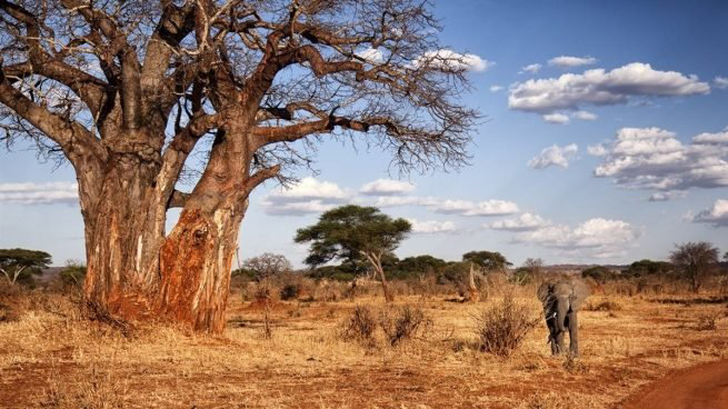 Amor Estilo Africano